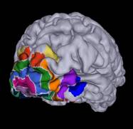 視覚の脳地図