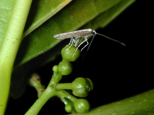 キバカンコノキの雌花と、それに産卵しているカキバカンコノキハナホソガの雌成虫