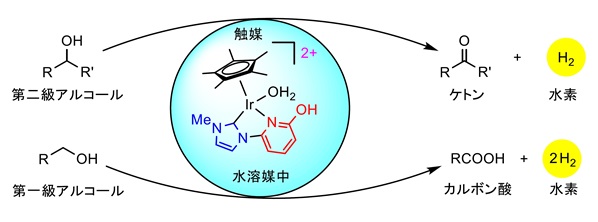 アルコールの脱水素的酸化を効率的に進行させるイリジウム触媒の概要